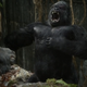 Illustration for article titled Suddenly, iThe 100/i Turns Into iPlanet Of The Apes/i